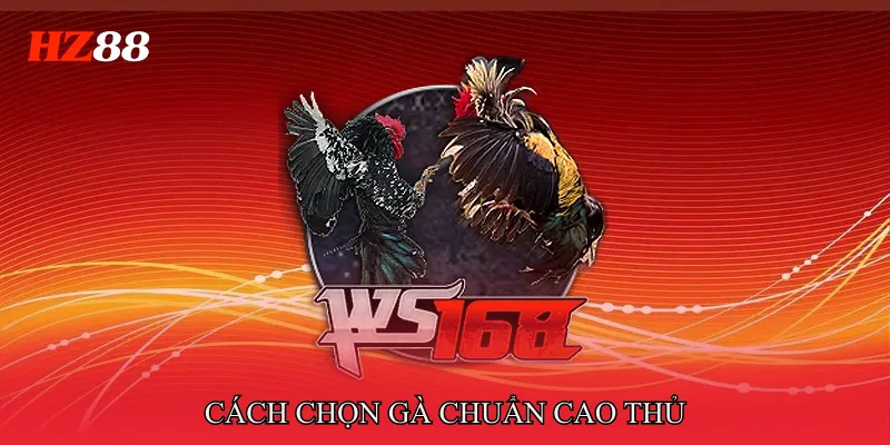 Đá Gà Cựa Sắt Miền Tây – Cách Chọn Gà Chuẩn Cao Thủ