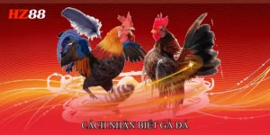 Cách nhận biết gà đá hay