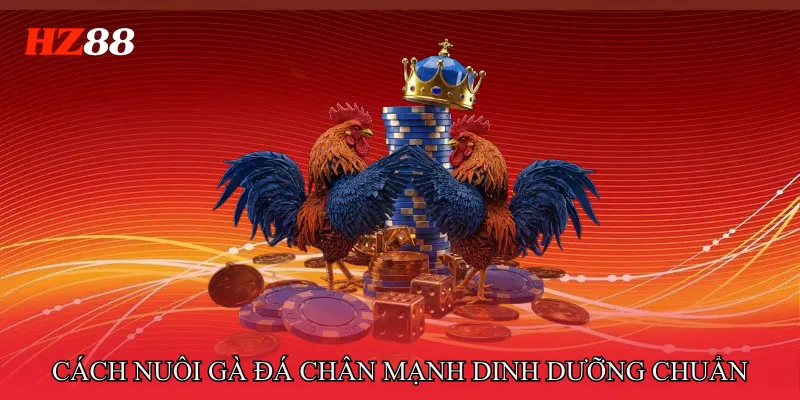 Cách Nuôi Gà Đá Chân Mạnh Tăng Sức Bật Cho Mỗi Trận 3 Cách Nuôi Gà Đá Chân Mạnh – Chế Độ Dinh Dưỡng Chuẩn